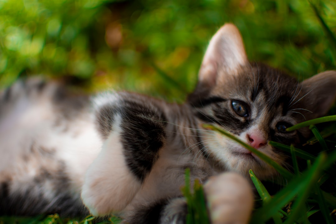 a couple of kittens in the grass
