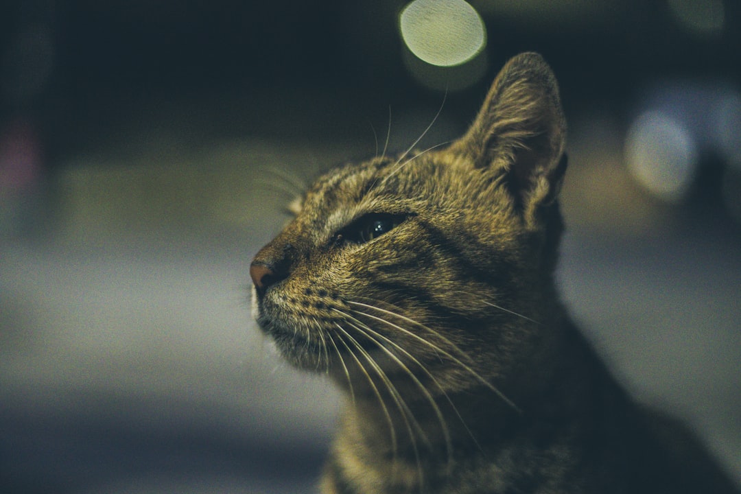 brown tabby cat looking at the camera